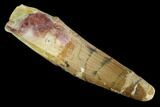 Bargain, Spinosaurus Tooth - Real Dinosaur Tooth #123771-1